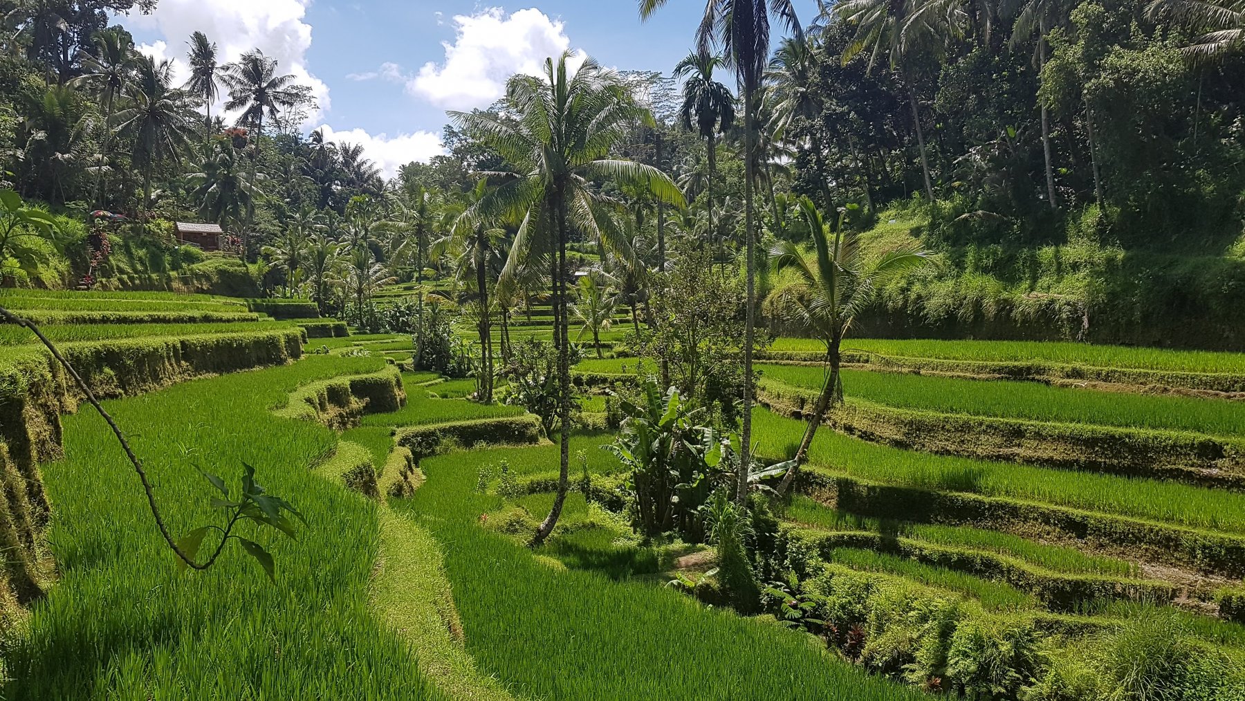 Rýžová pole Tegalalang