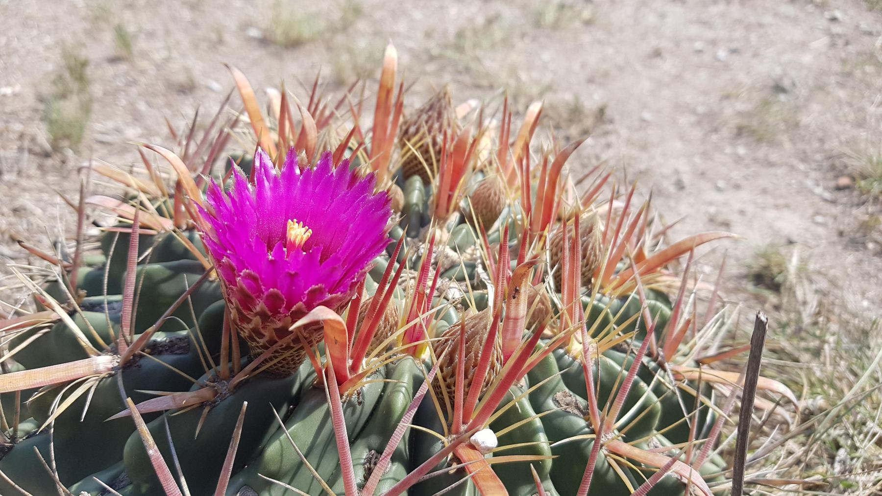 Rozkvetlý kaktus v Tule