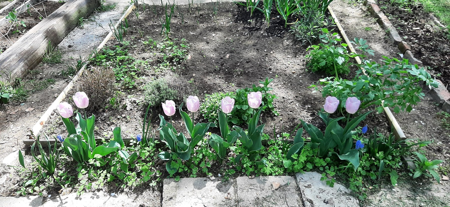 Rozkvetlé tulipány a plevel